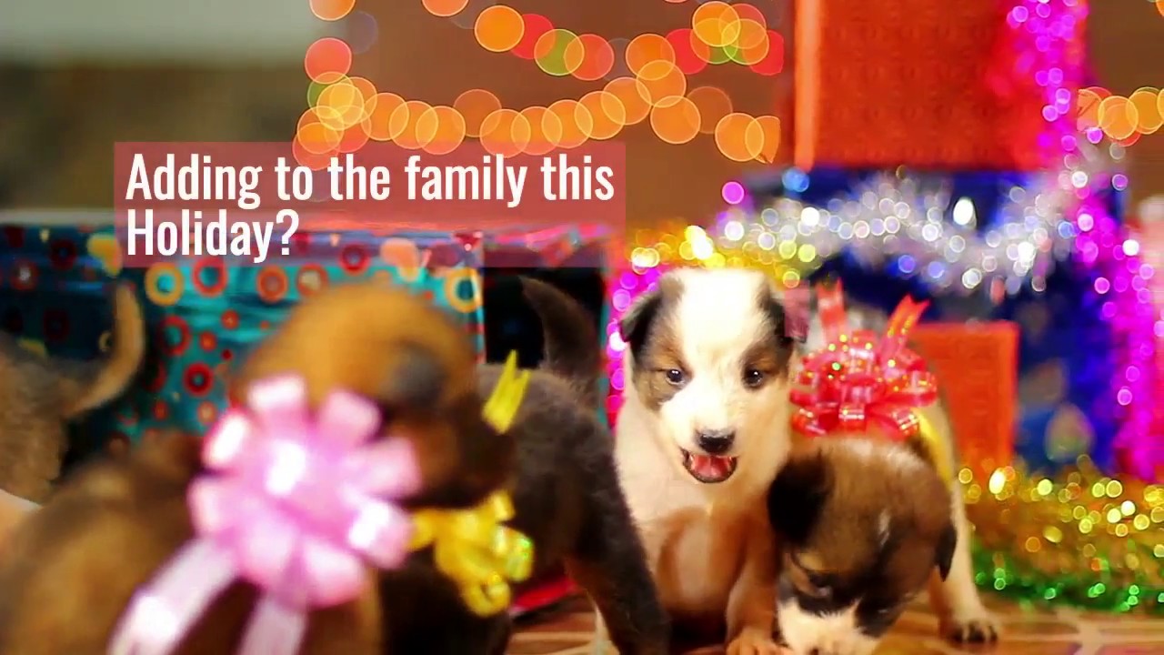 Merry Christmas from Janet and Tom / 855-Janet-Tom