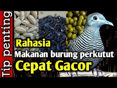 Video: Vodni Hijacint