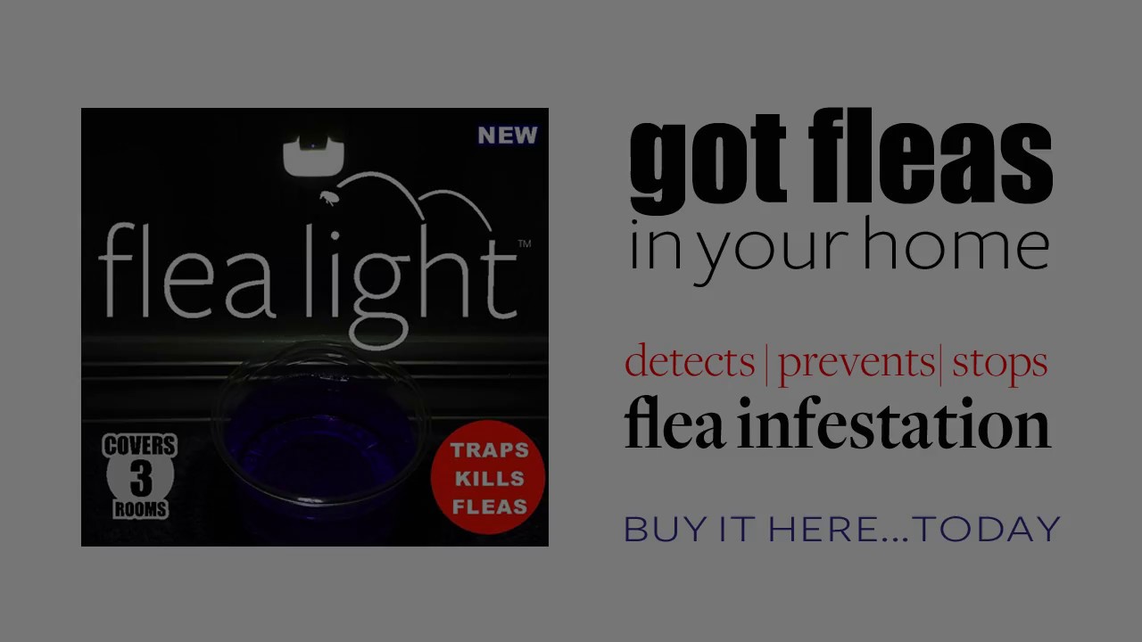Watch as Flea Light lures Fleas into bowl of soapy water YouTube