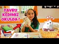 YAVRU KEDİMİZ LİNDA OKULA GİTTİ !! ELİFE SÜRPRİZ YAPTI !! بابا جاب لي بالون - جنى مقداد | طيور بيبي