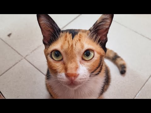 Chị Đại từng là Mèo mỹ nhân Trung Quốc - khế Thúi