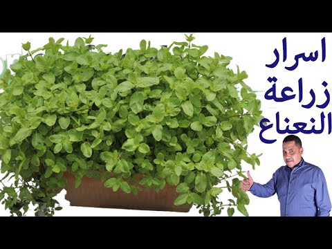 فيديو: ما هو كرمة كاليكو - نصائح لزراعة زهور كاليكو في الحديقة