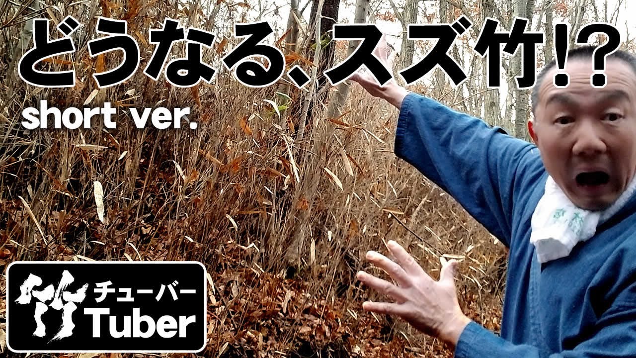 竹虎 Taketora 1年に一度 神秘的な光景の続く竹林 スズ竹の開花 竹チューバー竹虎四代目の世界 Bamboo Flowering Once Every 1 Years Youtube