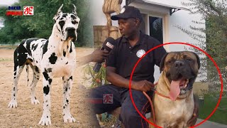 Le lion noir: Découvrez les plus grands chiens du Sénégal (Dakar Animaux)