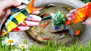 Amazing Catch Catfish & Colorful Surprise Eggs, Koi, Guppies, Betta fish, Fishing Videos
