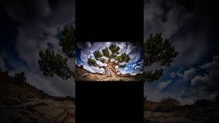 Methuselah Returns