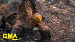 Giant tortoise helps repopulate the Galapagos’ tortoises l GMA