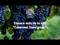 Conoce más de la uva "Cabernet Sauvignon".