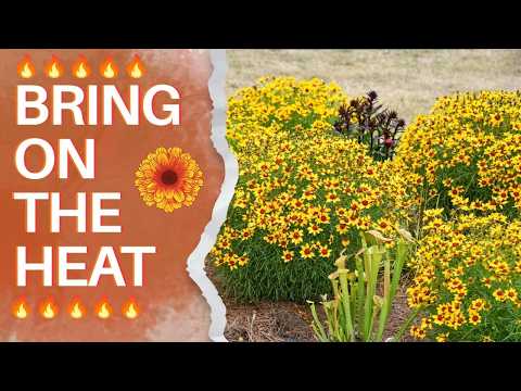 Are Brutal Summers Killing your Garden? Try these 7 Perennials Instead | Walters Gardens