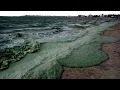 "Цветение" в Одесском заливе сине-зеленых водорослей-6.