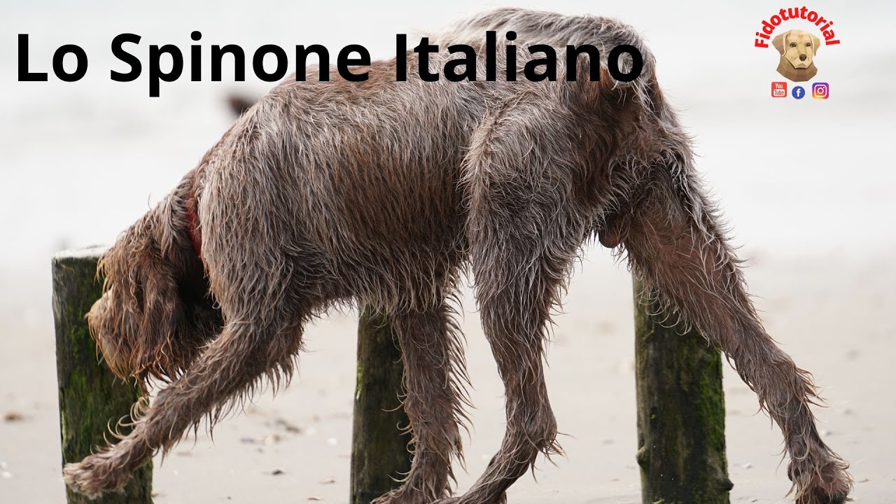 Lo  Spinone Italiano : caratteristiche e curiosità