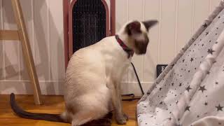 Siamese cats after breakfast by 俺はシャムだ。I am a Siamese cat. 713 views 8 months ago 1 minute, 26 seconds