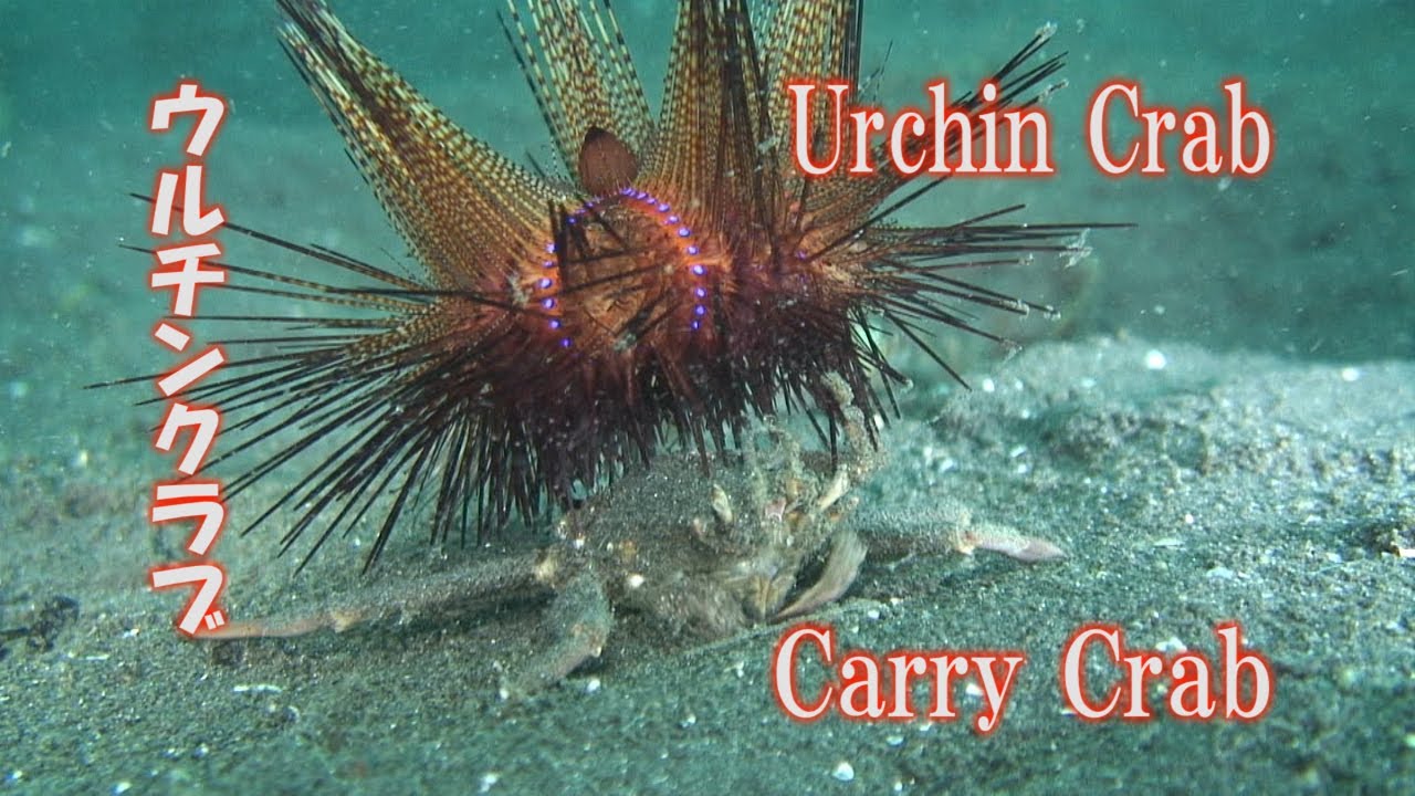 Carry Crab ウニを背負うカニ Urchin Crab ウルチンクラブ Lembeh 水中映像 Youtube