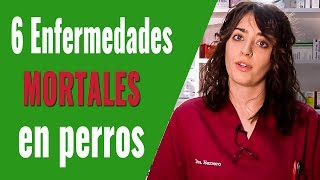 6 ENFERMEDADES MORTALES EN PERROS| ¡CONOCE LOS SÍNTOMAS!