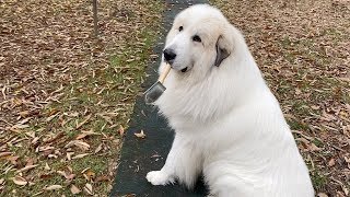 ブラシを持ち出したアラン　Great Pyrenees　グレートピレニーズ