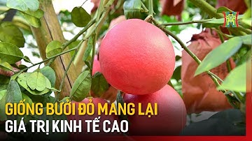 Giống bưởi đỏ Đông Cao mang lại giá trị kinh tế cao | Tin tức