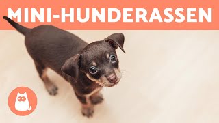 Top 10 der TOY HUNDERASSEN 🐶