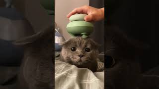 #cat #cutecat #cats #catlover #funnyvideo #funnycats #love #lovely  #cute #shorts