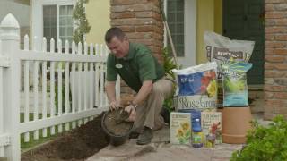 Armstrong Garden Centers - How To Plant a Dormant Rose Bush
