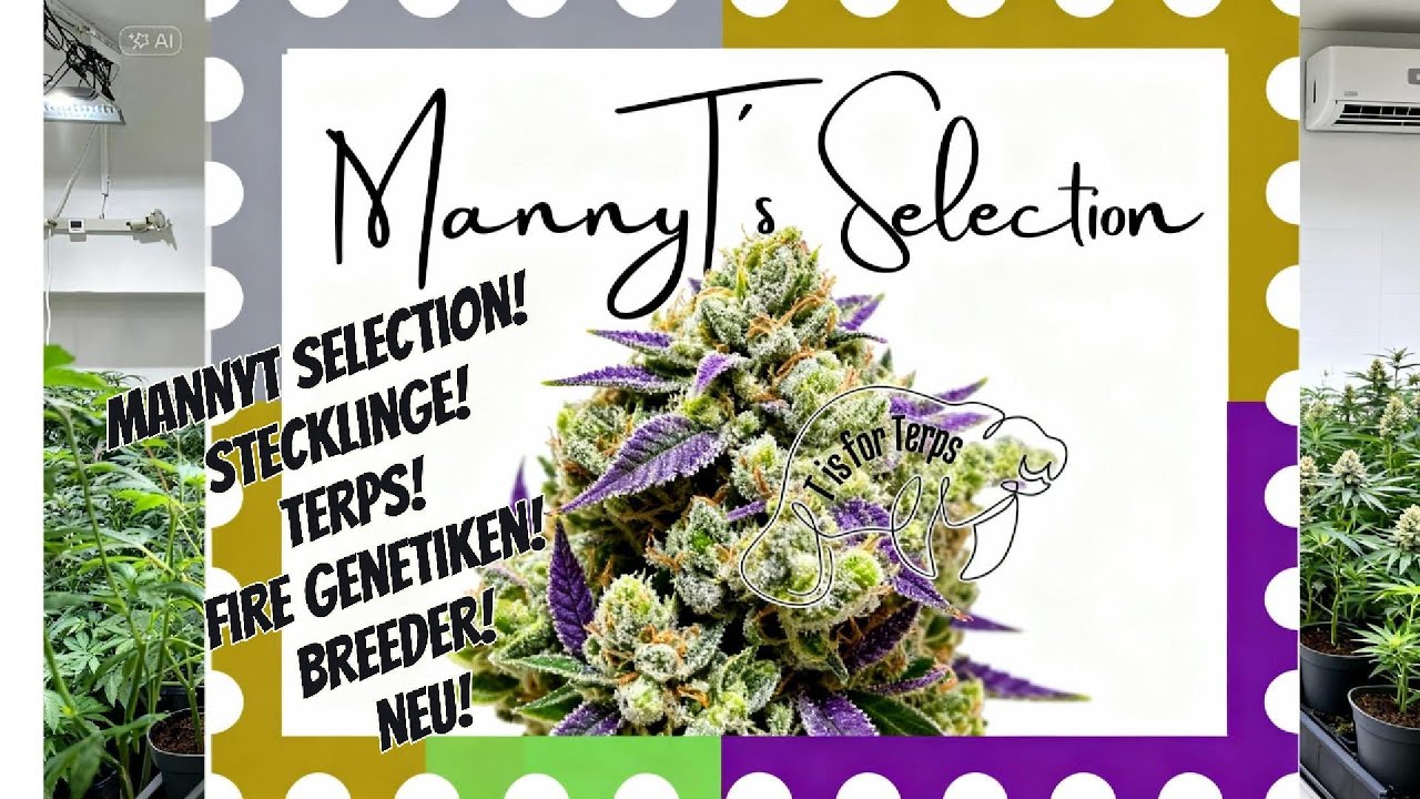 Wir sprechen mit MannyT über Stecklinge,Wachstum,Versand,Erntezeitpunkt, seine Selektionen Genetiken