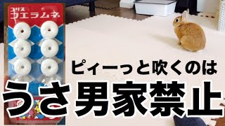 フエラムネの音を聞いた時のうさぎの反応 #445