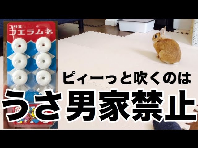 Rabbit's reaction when he hears the sound of Fueramune #445 - YouTube