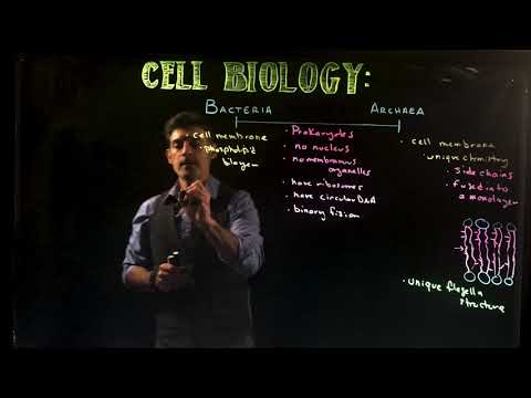 Video: Perbezaan Antara Archaebacteria Dan Eubacteria Cell Wall