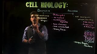 Archaea vs. Bacteria