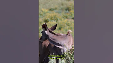 The Graceful Kudu Spirit Of The African Savanna Shorts 