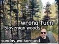 Sunday walk through Slovenian Woods