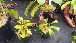 Species Spotlight: Nepenthes fusca