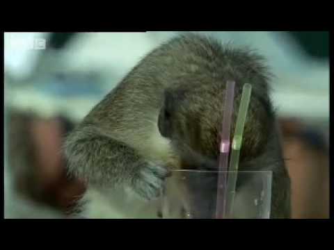 Alcoholic Vervet Monkeys! - Weird Nature - BBC ani...