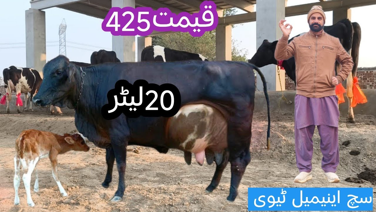 03466152628|Cholistani cross cow | cholistani cow | cholistani gay | friesian cow |friesian cross