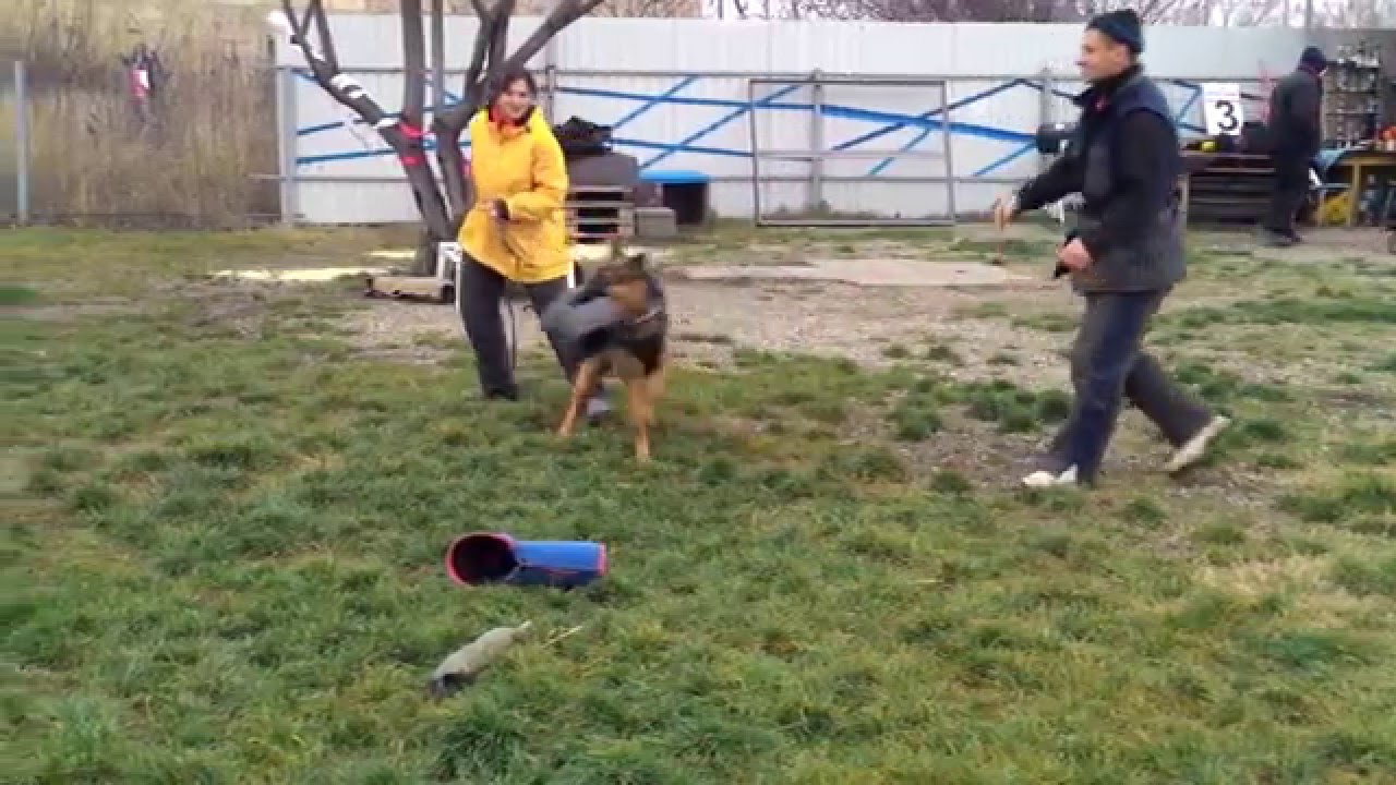 Ной"с Хоранд ШАМБАЛА, 9 мес.