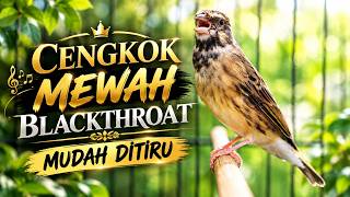 MANJUR BIKIN CENGKOK MEWAH FAVORITE - MASTERAN BLACKTHROAT GACOR SUARA JERNIH MUDAH DITIRU