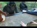 Hilarious Young Chimpanzees at the North Carolina Zoo