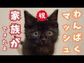 【ひとりで山の中にいた子猫】ぼく、家族ができたよ