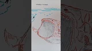 ilustrasi gambar ikan yg menelan nabi yunus😰😰😰# short