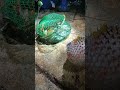 Butete #pufferfish