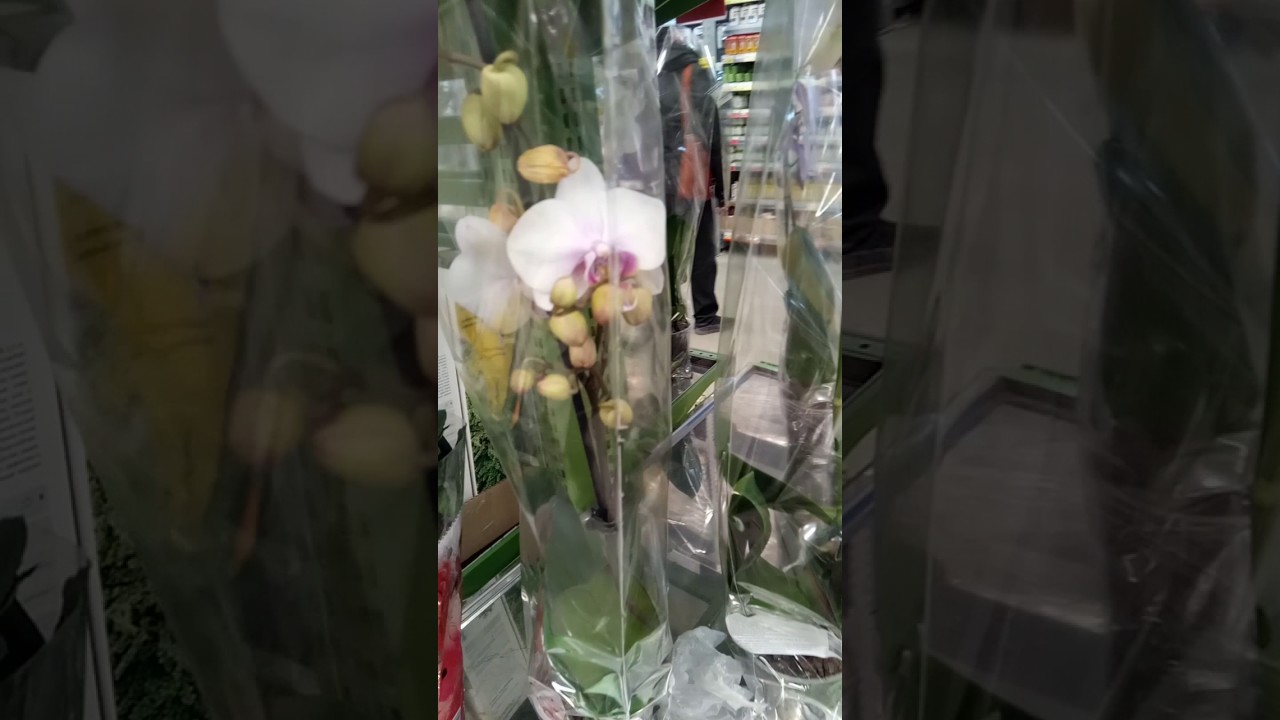 Магазин Лента Орхидеи