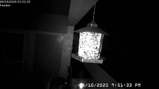 Bird Feeder Live Stream