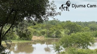 Djuma Cam Live Stream
Djuma Cam Live Stream Djuma Cam Live Stream