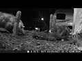 Cat cam.  Feral cat with Opossum.