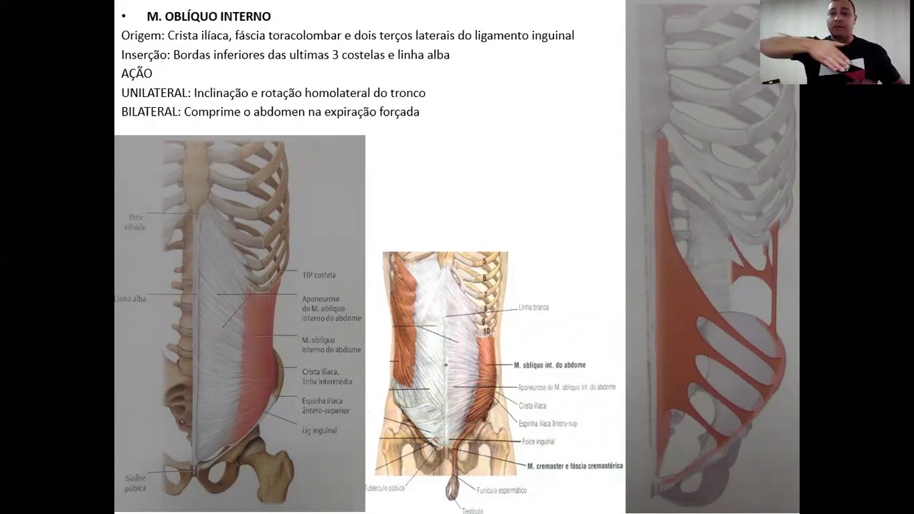VÍDEO AULA DE MÚSCULOS DO ABDOME