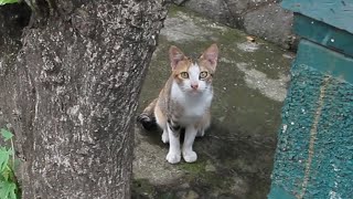 Streunende Katzen reagieren aggressiv,wenn sie bedroht werden,sind aber zahm,wenn sie FutterBekommen