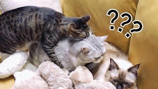 [CC SUB] This is probably the largest and most attended action cat movie on YouTube.