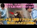 パンチくん 🐵【衝撃リアクション】2人のパパから巨大キャベツをもらって大はしゃぎ!特別な日💖、宮越パパと鹿野パパはどうしてこんなに長くパンチ君のそばにいてくれたのでしょうか?#パンチくん