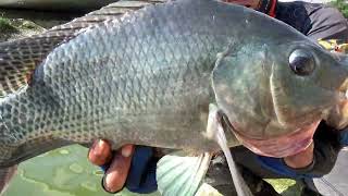 Record.!! Fishing for Nile tilapia in the river can be super big, making the angler's soul struggle
