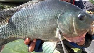 Record.!! Fishing for Nile tilapia in the river can be super big, making the angler's soul struggle