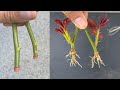 How to take rose cuttings that few people know